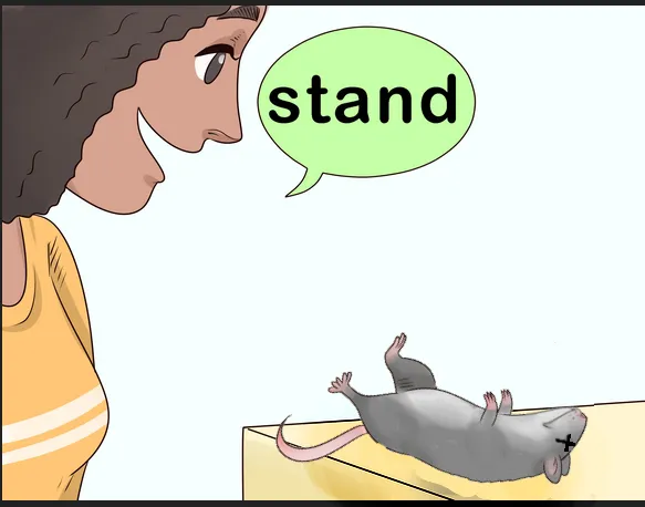 A comic with a lady asking her dead pet rat to stand